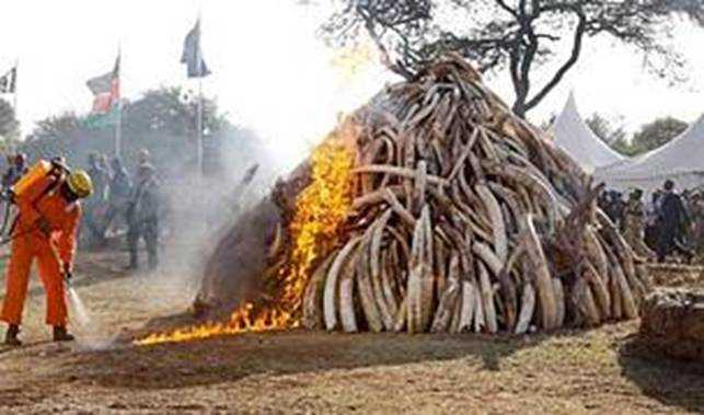 Kenyan president torches 15-tonne ivory stockpile | WWF